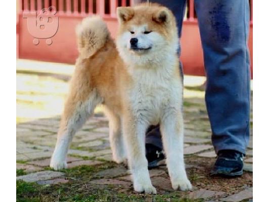 Akita Inu